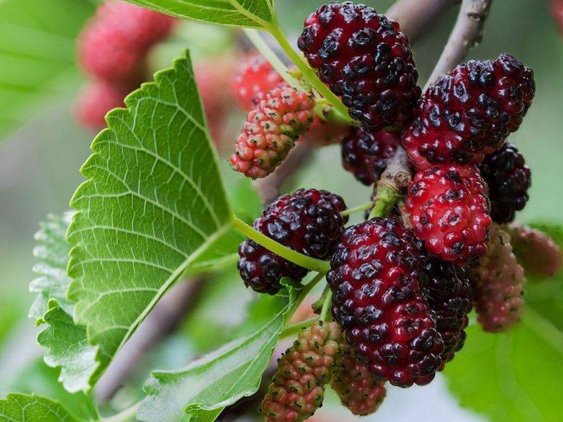 Шелковица купить саженцы из питомнике в Асбесте