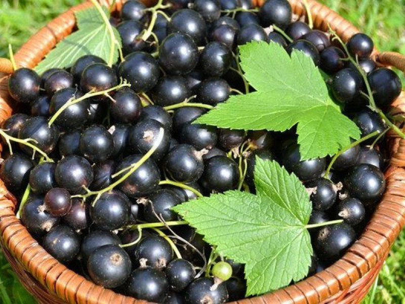 Смородина купить саженцы из питомника в Асбесте