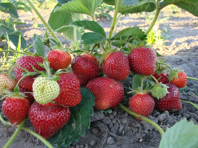 Клубника купить саженцы из питомника в Асбесте