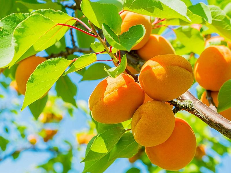 Абрикос купить саженцы из питомнике в Асбесте