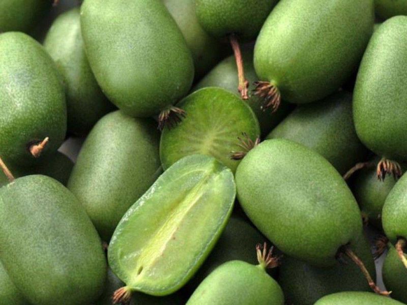 Актинидия купить саженцы из питомнике в Асбесте