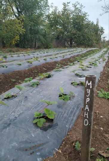 Клубника "МУРАНО" ремонтантная (7шт.)