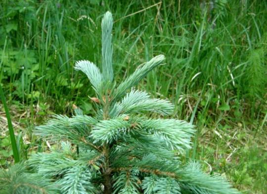 Ель "ВИЛЬСОНА" 2-х летка (стакан С2)