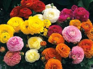 Лютики МИКС, 16 шт.