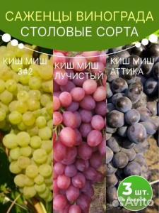 Виноград саженцы комплект Киш миш 342, Киш миш Лучистый, Киш миш Аттика 3 шт.
