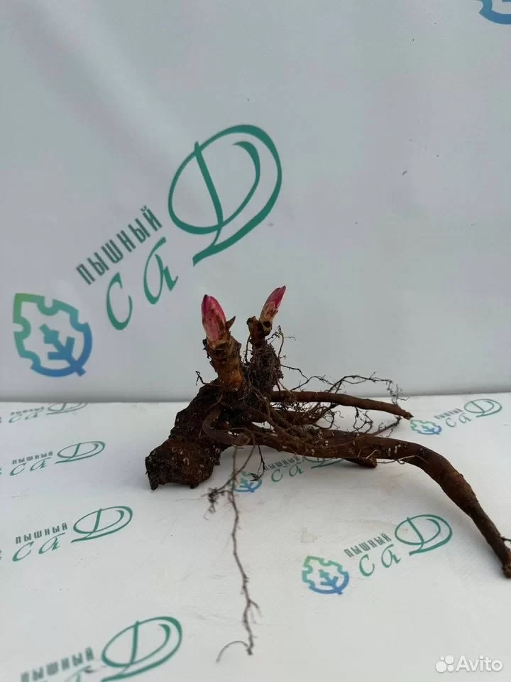 Пион "ПАТИО РИМ"