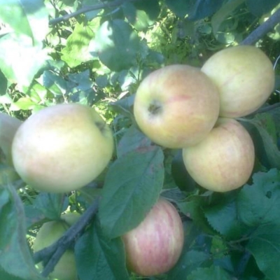 Яблоня "БОЧОНОК"