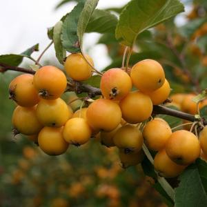 Яблоня "КИТАЙКА ЗОЛОТАЯ РАННЯЯ"