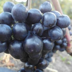 Виноград "ДА ВИНЧИ"