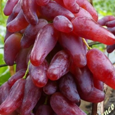 Виноград "ФЛАМЕНКО"